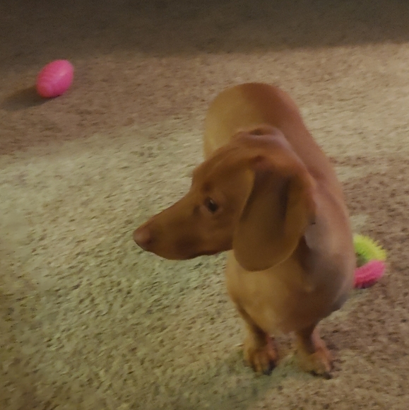 Meet your Posher, Tabatha - Picture 4 of 10